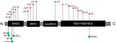 Genotypes and Phenotypes of MEF2C Haploinsufficiency Syndrome: New Cases and Novel Point Mutations